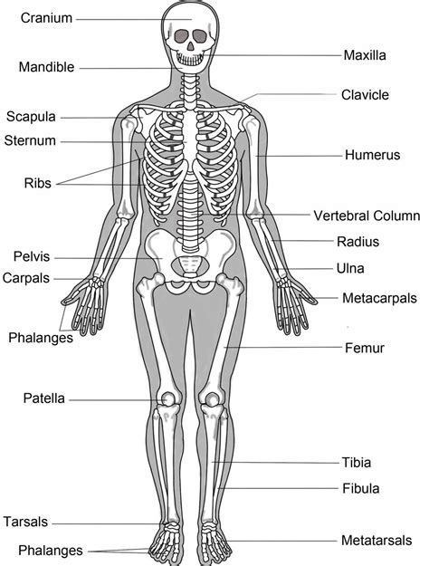 The Human Skeletal System Home Skeletal System Human Body Bones