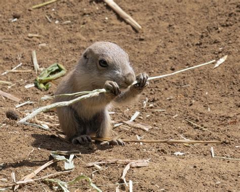 What Are Prairie Dog Babies Called