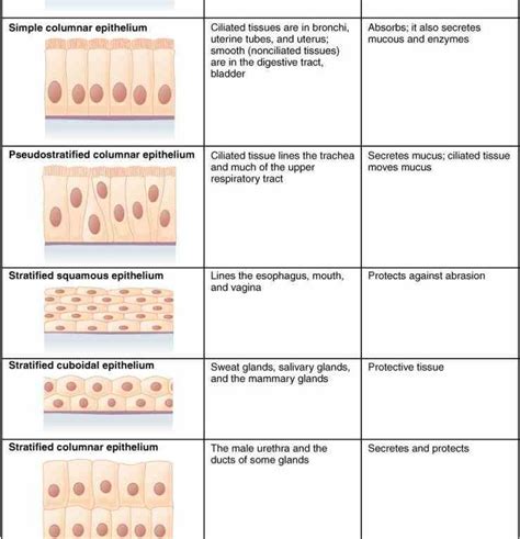 De Epithelial Tissues And Their Functions Anatomy Jun Epithelial Tissue