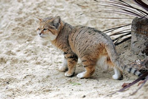Sand Cat Bigcatswildcats