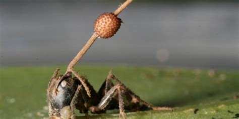 el sorprendente hongo que convierte a las hormigas en zombis