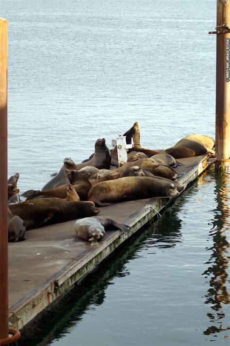 Crescent City Harbors Sea Lions Marc Boussat Pictures