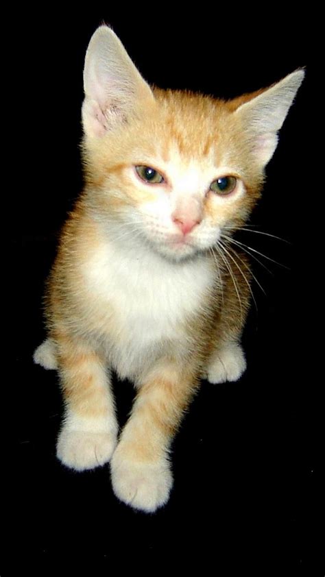 1920x1080px 1080p Free Download Orange Tabby Kitten Baby Cat Cute