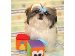 These dogs are smart, cute, energetic, and they love to be your friend. Shih Tzu Puppies in Oklahoma