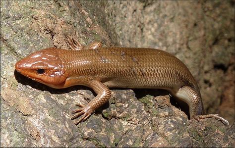 Broad Headed Skink Plestiodon Laticeps Male