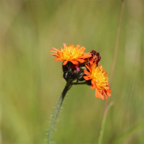 Red And Orange Texas Wildflowers Best Flower Site
