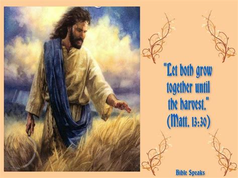 Let Both Grow Together Until The Harvest Matt 1330