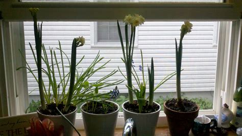 Forcing Bulbs Inside So Pretty Especially During Those Dreary Winter