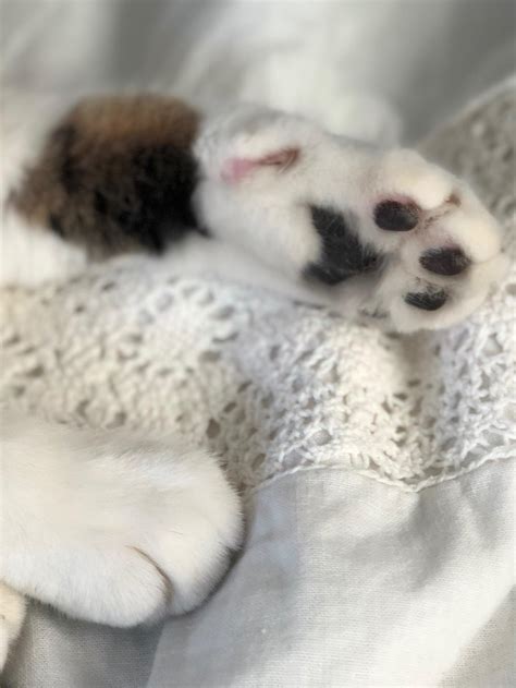 The cutest paws that ever existed. Here’s my cat Pharaoh’s paws! : r