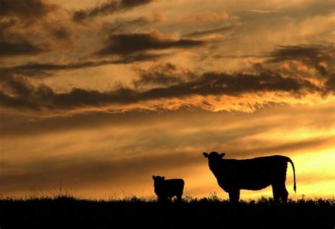 Pasture Sunset By Dan Bush Cow Photography Farm Animals Agriculture
