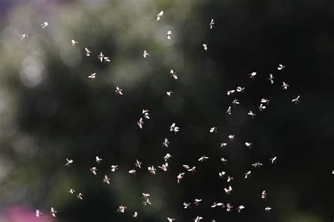 How To Get Rid Of Gnats Outside Fast And Easy House Grail