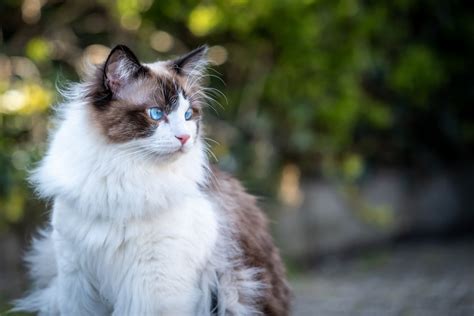 How Much Does A Ragdoll Cat Cost A Price Guide