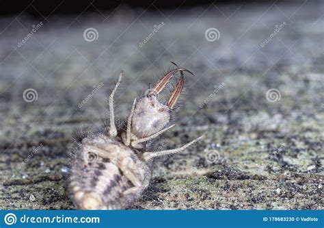 Large Ant Lion Live Insect Stock Photo Image Of