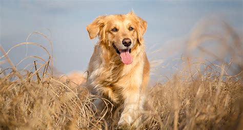 Golden retriever dog food choices. Golden Retriever: Everything You Need to Know About the Breed