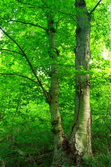 Free Images Landscape Nature Branch Wood Hiking
