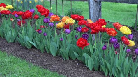 How To Plant Tulips In A Trench Style Youtube