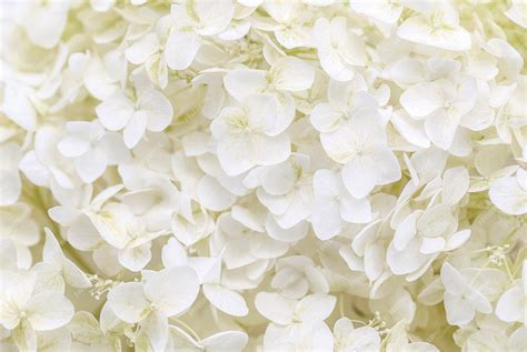 Premium Photo White Hydrangea Flowers As Floral Background