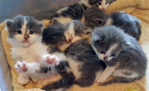 Cute Baby Cats Kittens Cutest Foster Kittens