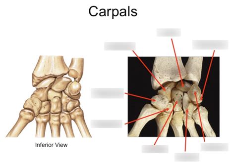 Human Anatomy Unit 2 Carpals Appendicular Skeleton Diagram Quizlet