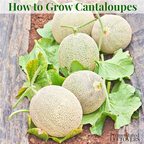 How To Grow Cantaloupe In Your Garden From Seed To Harvest
