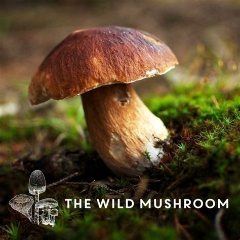 Wild Mushroom Gourmet Thursday 21st October 2021 Webbes Restaurants