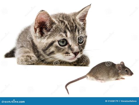 Kitten Catching A Mouse Stock Image Image Of Furry Baby 31658179