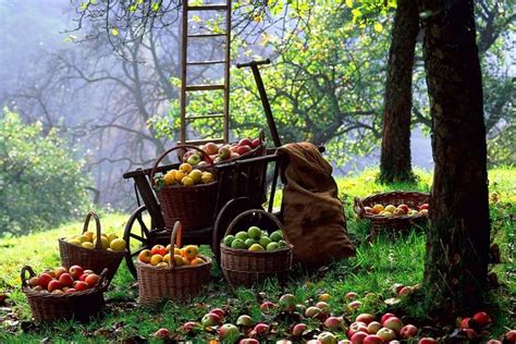 Fall Harvest Wallpaper ·① Download Free Amazing Hd Backgrounds For