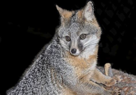 High Desert Museum Acquires Gray Fox