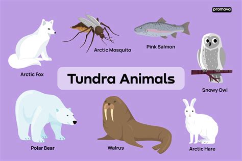 Alpine Tundra Biome Animals