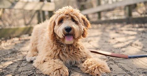 Labradoodle Dog Breed Complete Guide A Z Animals