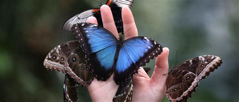 Fact Check Does This Image Show An ‘endangered Starry Butterfly