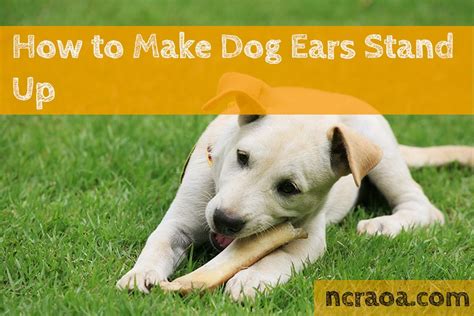 How To Make My Dogs Ears Stand Up National Canine Research