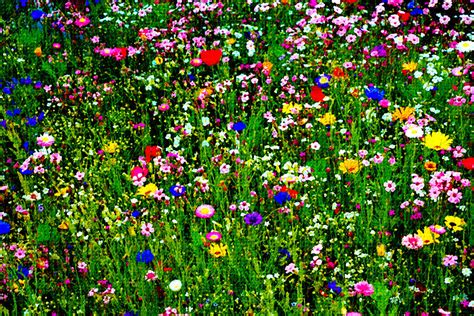 Flowery Field Painting By Vrl Arts Fine Art America