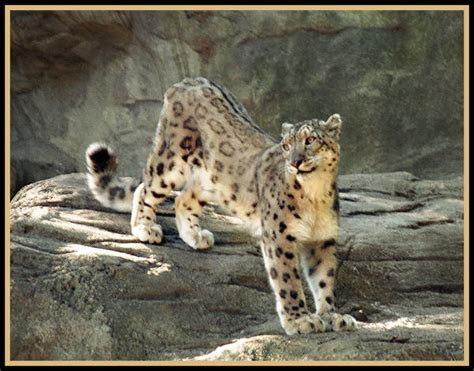 Snow Leopard Standing By Rxphoto On Deviantart