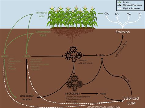 Frontiers Omics Technologies For The Study Of Soil Carbon