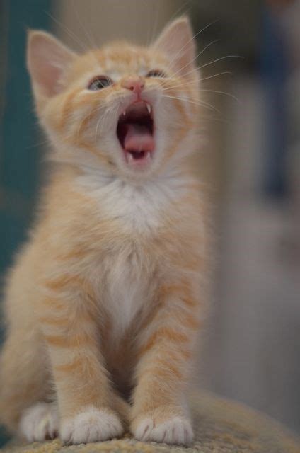 Can You Make It Through These 19 Yawning Cats Without Yawning Yourself