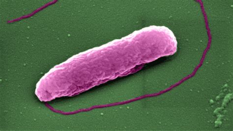 ‘last Resort Antibiotic Kills Bacteria By Popping Them Like Balloons