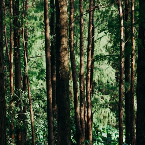 Forest Pictures · Pexels · Free Stock Photos