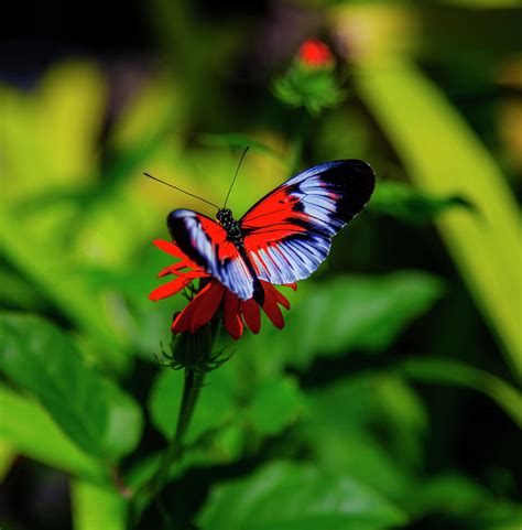 Beautiful Butterfly Photograph By Kevin Banker