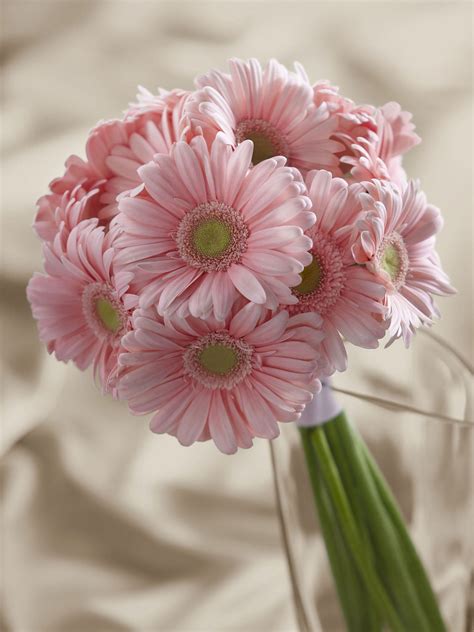 Pink Gerbera Bouquet Maybe A Different Color But Simple And