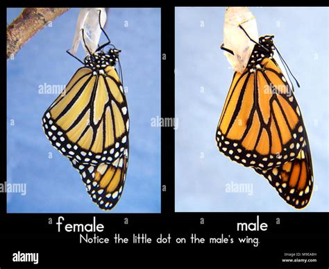female versus male monarch butterfly