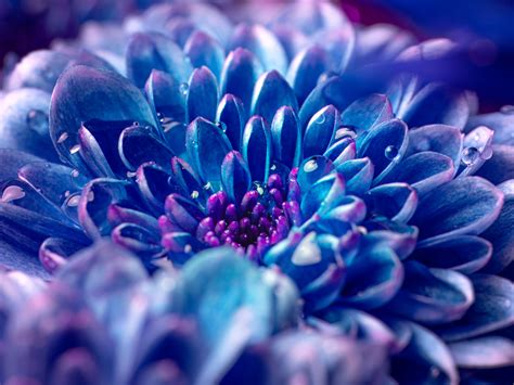 Blue Flower Wallpaper 4k Macro Vivid Closeup Photography