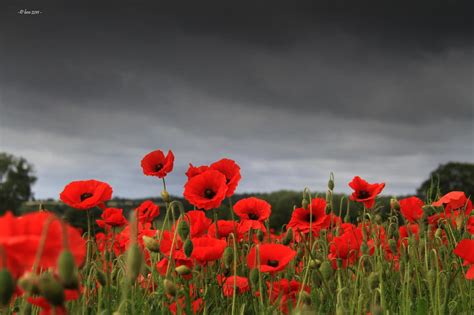 Remembrance Poppies Wallpaper