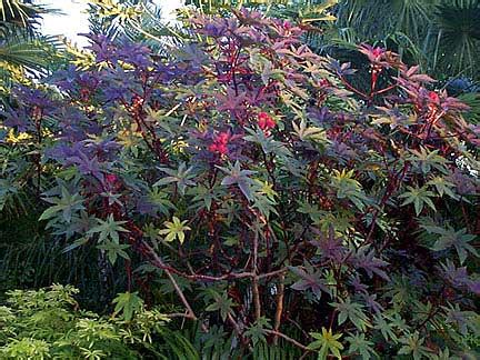 Not only do hibiscus blooms boast an amazing array of colors, vastly widened through hybridizing, they also draw hummingbirds en masse. Homework: 5 Most Poisonous Plants