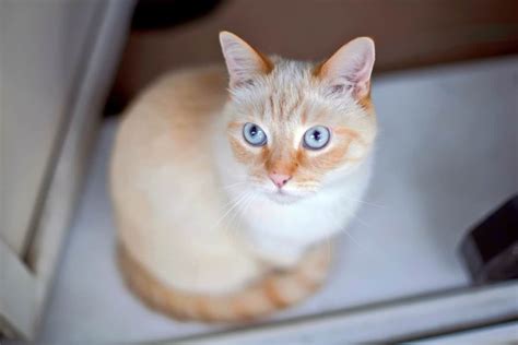Flame Point Siamese Cat Info Facts Traits Pictures And Faqs