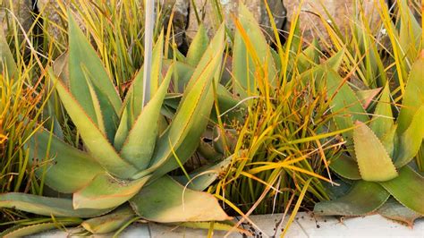 Dozens Of Water Wise Plants That Go Way Beyond Succulents