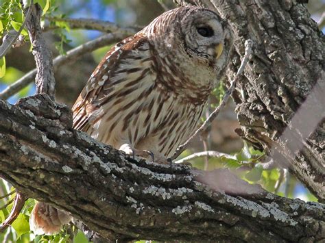 Dallas Trinity Trails Barred Owls Troubadours Of The Trees