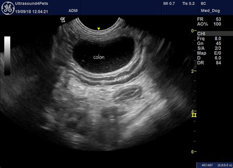 Sonographic Findings In A Dog With Potential ‘canine Seasonal Illness