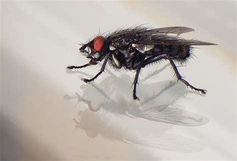 Black Fly Bites Best Prevention Best Treatment