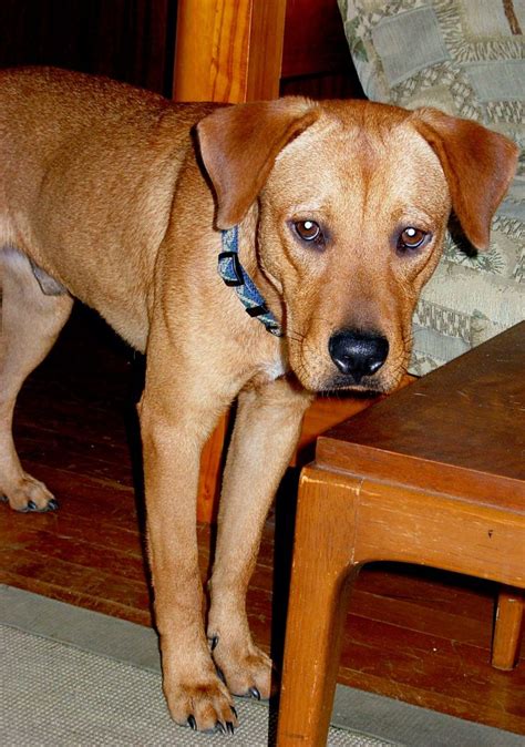 Riley Lab And Rhodesian Ridgeback Mix Lab Mix